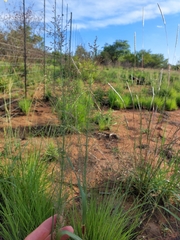 Eragrostis gummiflua