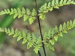 Myriopteris microphylla