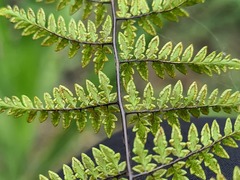 Myriopteris microphylla