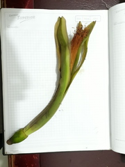 Pachira