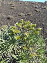 Echium aculeatum