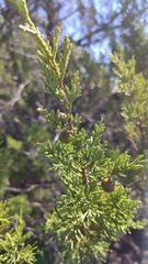 Juniperus canariensis