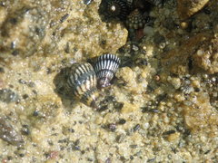 Echinolittorina interrupta