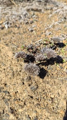 Polycarpaea divaricata