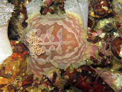 Asteronotus cespitosus