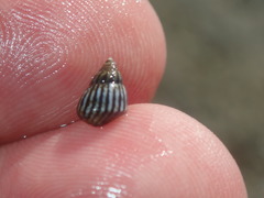 Echinolittorina interrupta