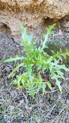 Sonchus hierrensis