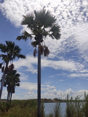 Borassus madagascariensis