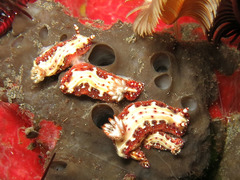 Hypselodoris decorata
