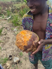 Borassus madagascariensis