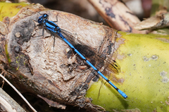 Argia chelata