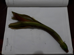 Pachira