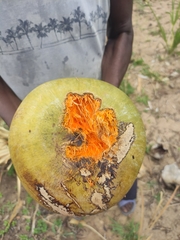 Borassus madagascariensis