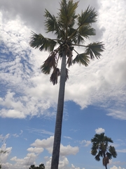 Borassus madagascariensis