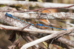 Argia chelata