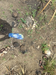 Borassus madagascariensis