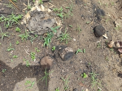 Borassus madagascariensis