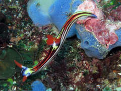 Nembrotha aurea