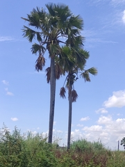 Borassus madagascariensis