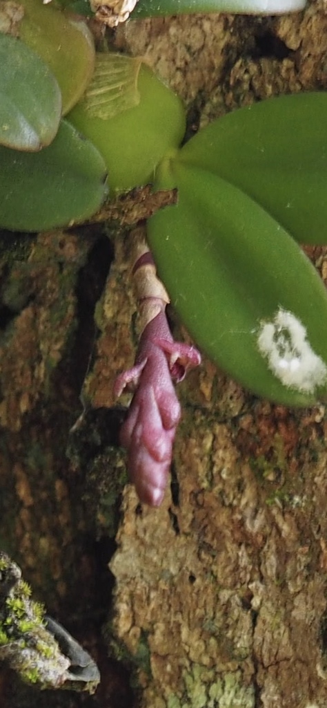 Bulbophyllum elliotii