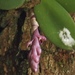 Bulbophyllum elliotii - Photo (c) Brett Massoud,  זכויות יוצרים חלקיות (CC BY-NC), הועלה על ידי Brett Massoud