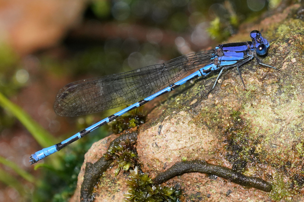 Thorn-tipped Dancer