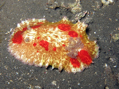 Platydoris cruenta