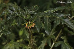 Solanum atropurpureum