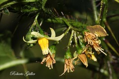 Solanum atropurpureum