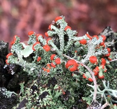 Cladonia cristatella
