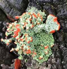 Cladonia cristatella