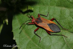 Hypselonotus bitrianguliger