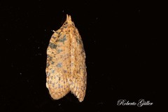 Polyortha