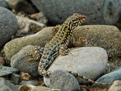 Liolaemus wiegmannii