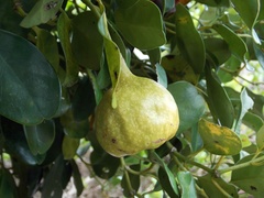 Tambourissa