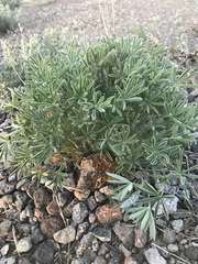 Lupinus nevadensis