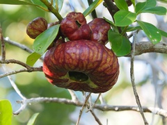 Tambourissa