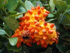 Tambourissa
