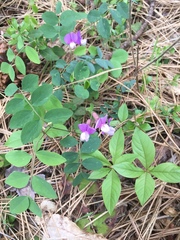 Lathyrus nevadensis