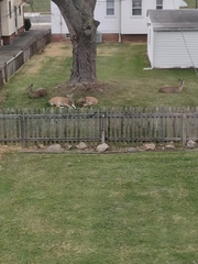 Odocoileus virginianus