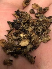 Capsicum annuum annuum