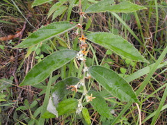 Grewia savannicola