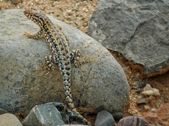 Liolaemus wiegmannii