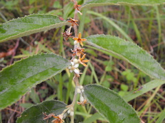 Grewia savannicola