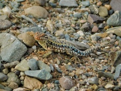 Liolaemus wiegmannii