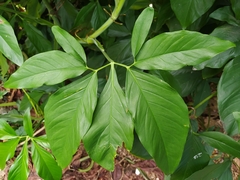 Syngonium auritum