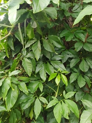 Syngonium auritum