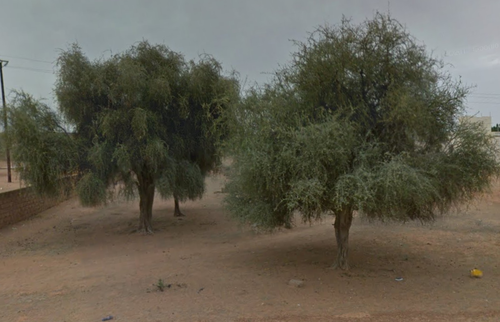 simple-thorned greenthorn