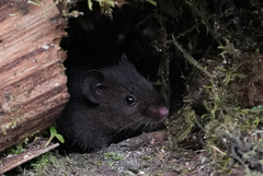 Melanomys caliginosus