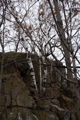 Betula populifolia